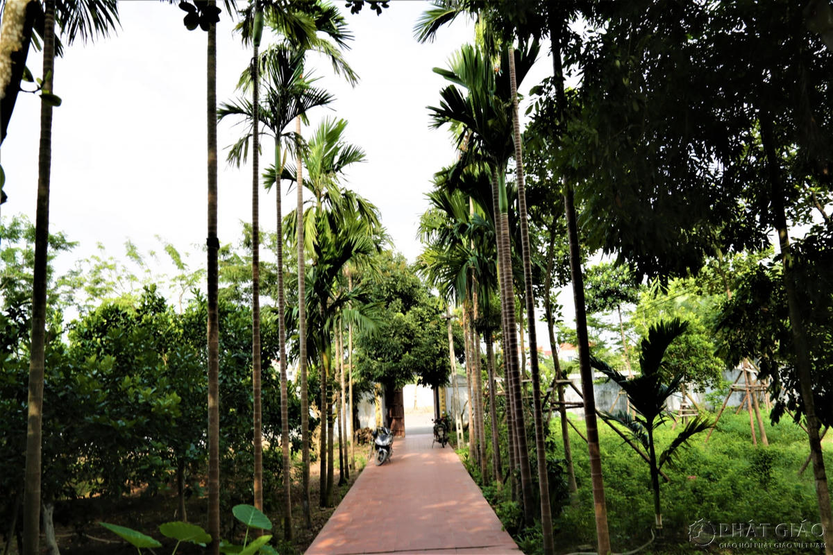 Dẫn vào chùa là hai hàng cau liên phòng đứng thẳng thớm. Bóng nắng sớm rung rinh trên nền sân gạch... khung cảnh thật thanh tịnh như tấm lòng thanh cao của Tổ vậy.