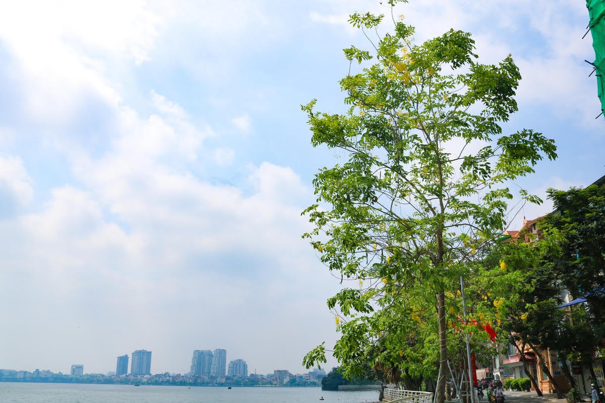 Giữa cái nắng chói chang của mùa hè, những chùm hoa muồng hoàng yến vàng rực đua nhau khoe sắc khiến nhiều con đường ven hồ như được nhuộm vàng rực rỡ. Ảnh: Doãn Nhàn.