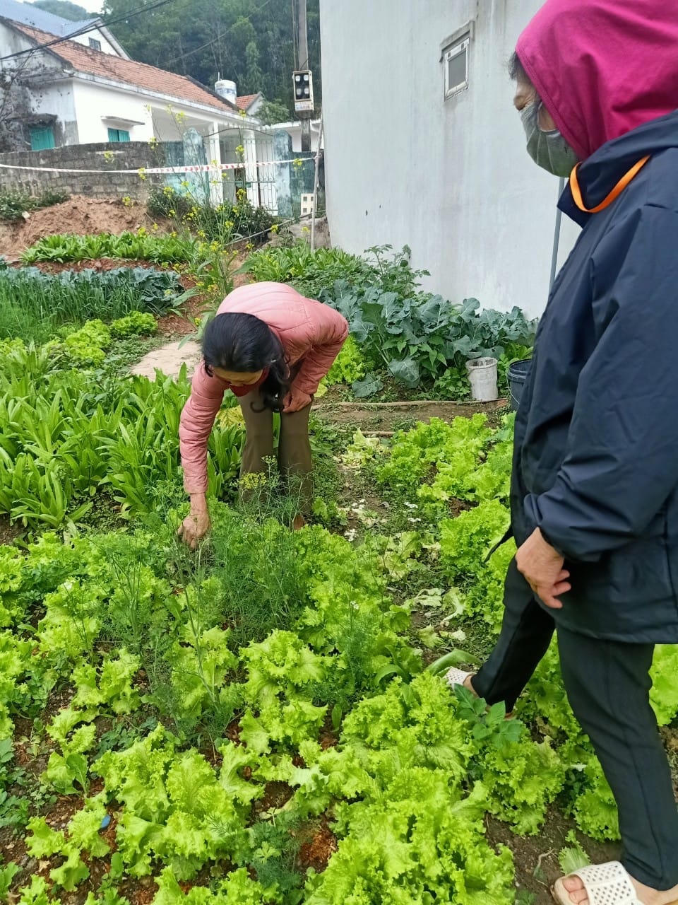 Luống rau “cộng đồng” trong những ngày phong tỏa.  