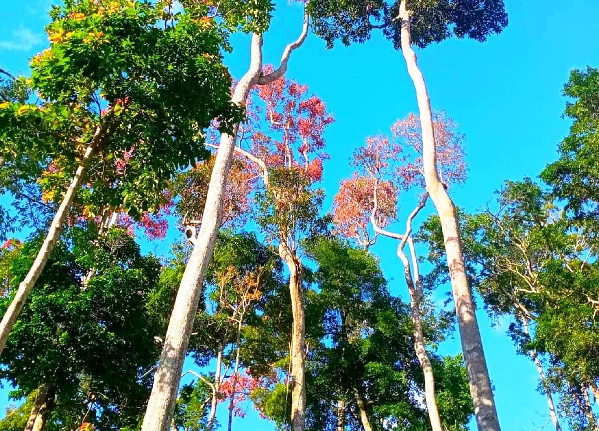 Một quần thể cây ươi bay đến mùa thu hoạch ở Quảng Nam.