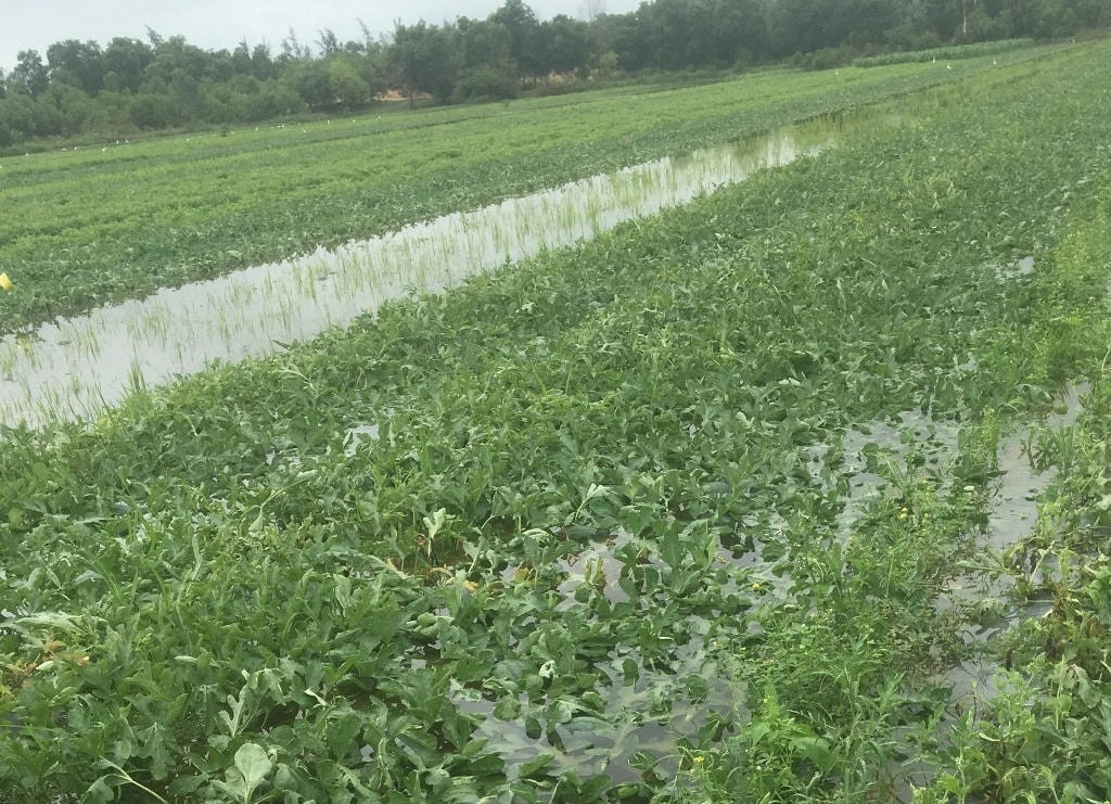 Một số diện tích hoa màu ở Quảng Ngãi bị ngập nước.