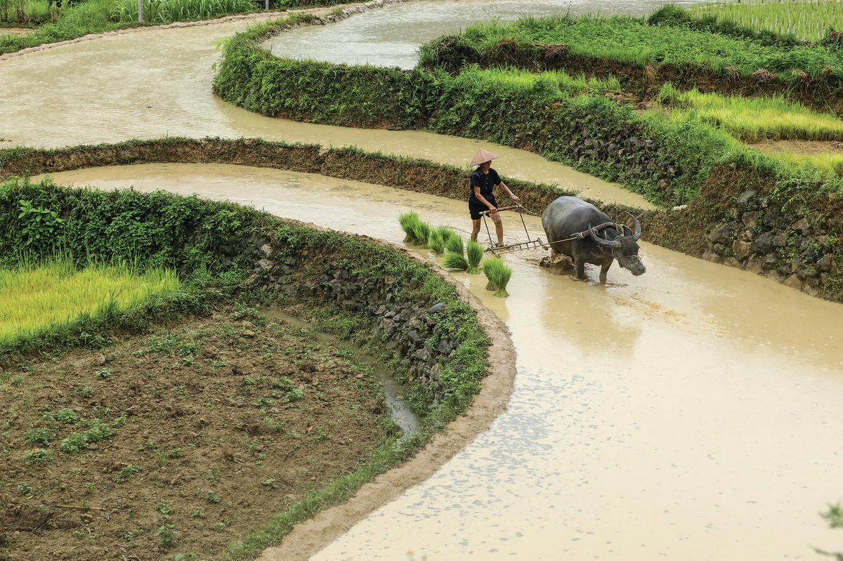 Cuộc sống bình dị.