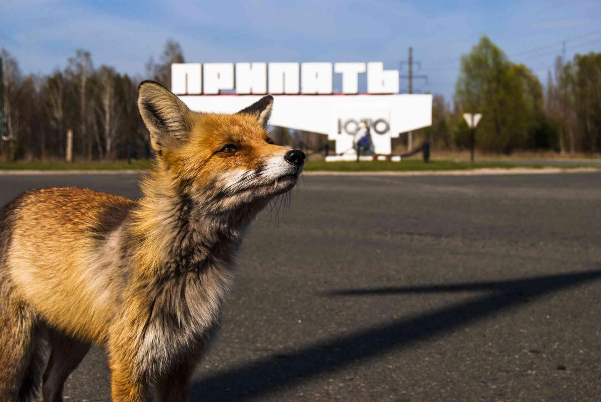 Sự đa dạng loài là một vấn đề rất lớn ở Chernobyl. Ảnh: CNN.