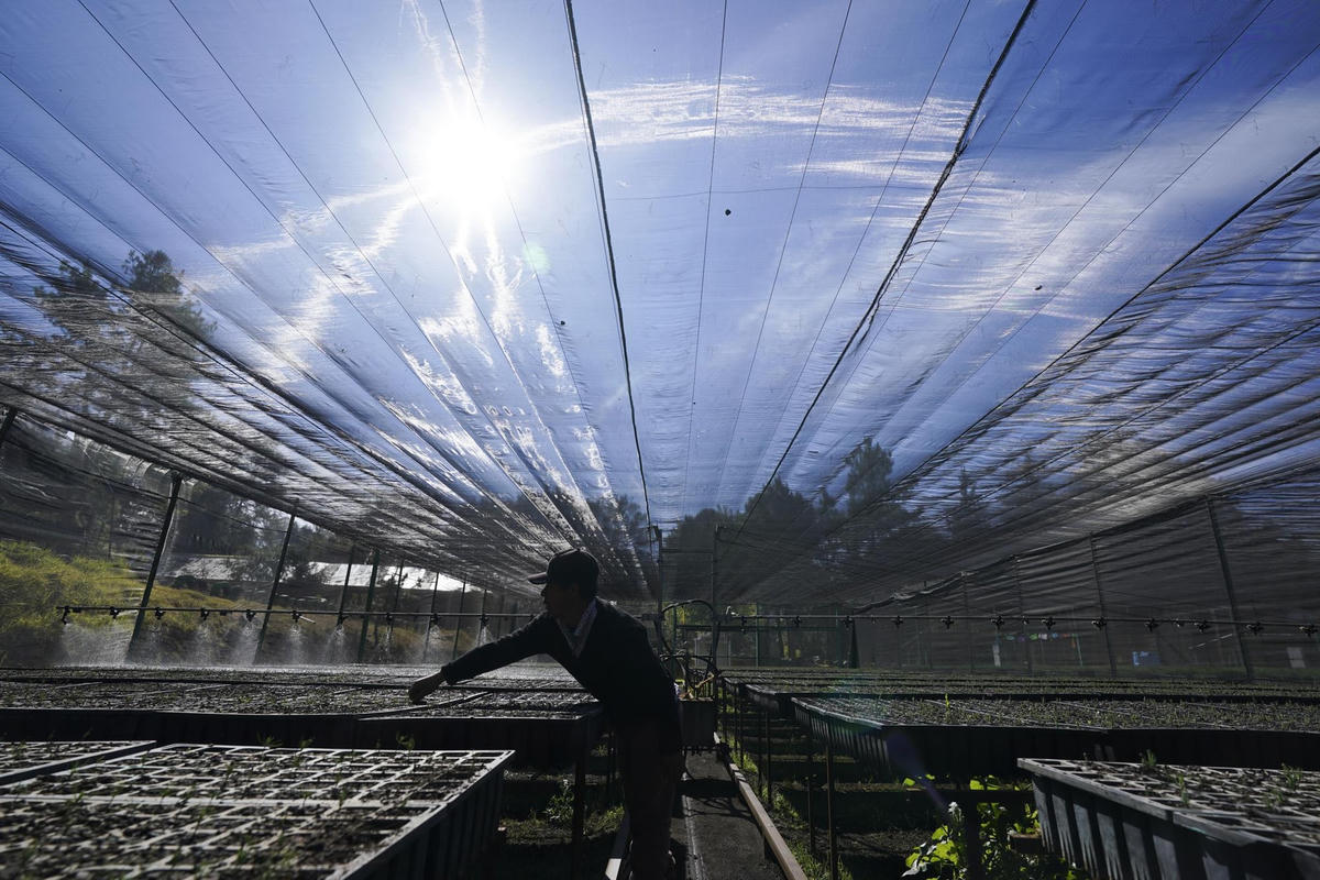 Người dân ươm cây thông non để hồi sinh lại những khu rừng bị tàn phá. Ảnh: AP.