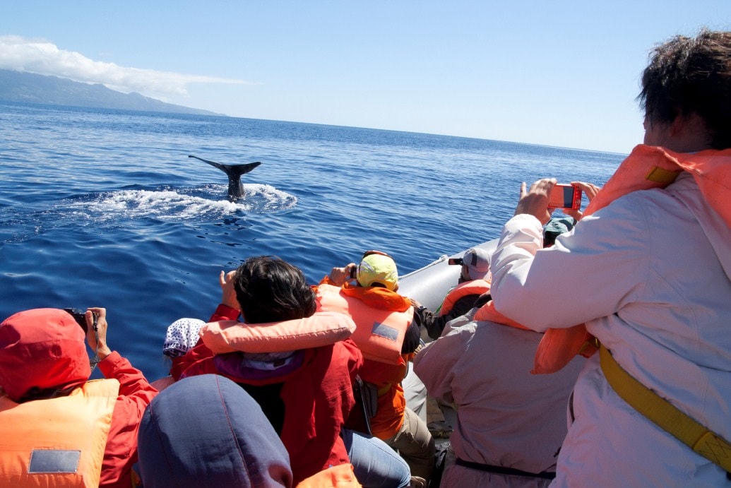 Khách du lịch chiêm ngưỡng khoảnh khắc một chú cá heo vẫy đuôi. Ảnh: Azores.
