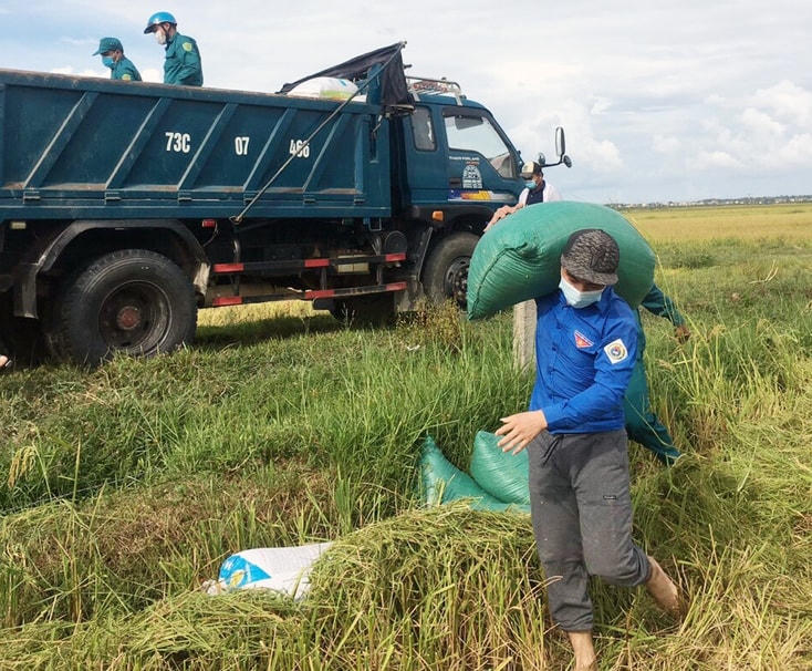 Vác lúa từ ruộng lên bờ để vận chuyển về nhà.