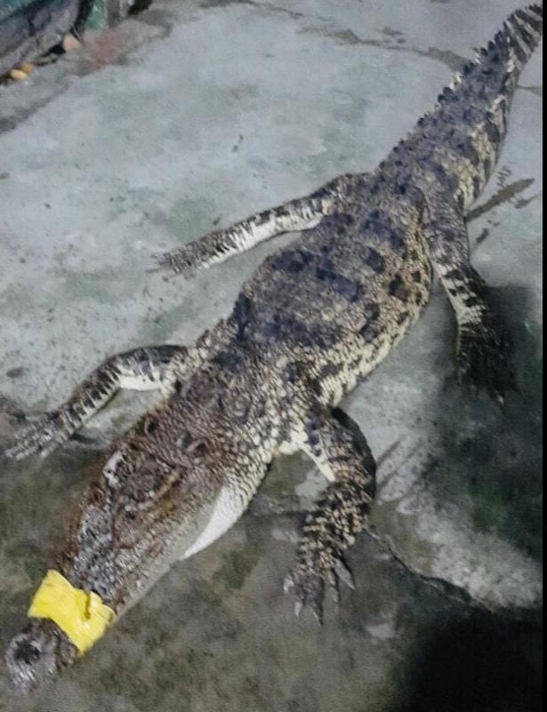 Con cá sấu anh Quốc bắt được nặng gần 10 kg.