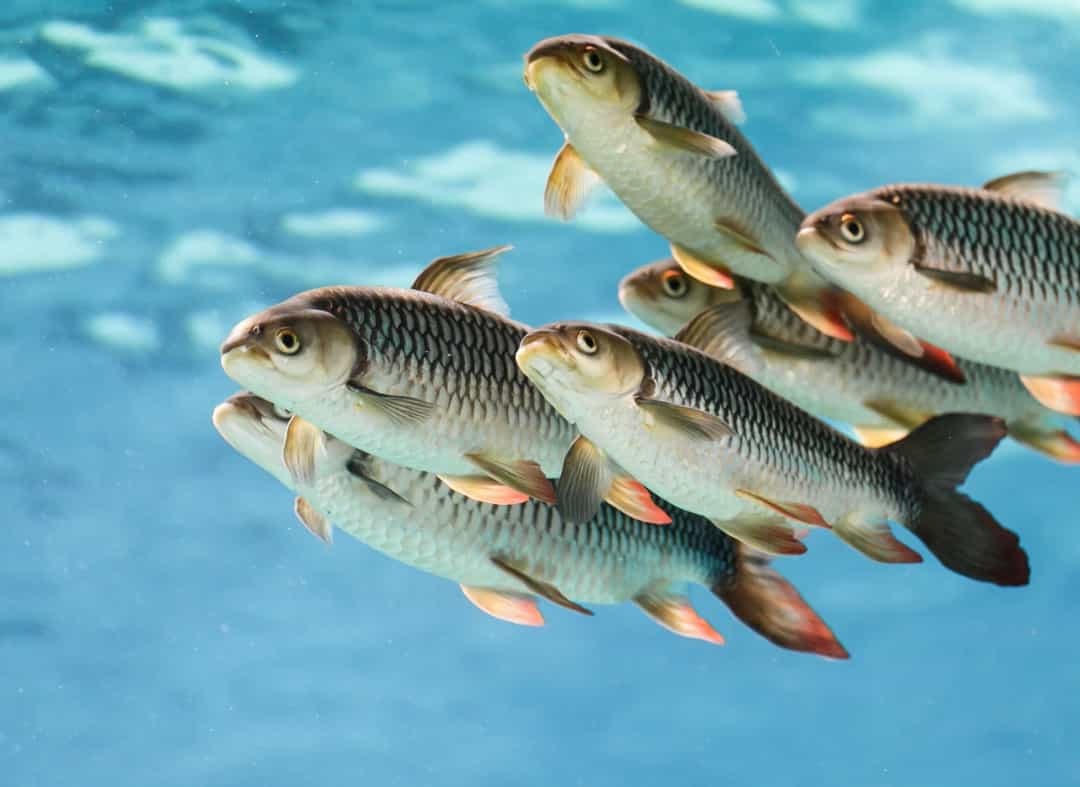 Cá hổ là những kẻ săn mồi tinh gọn, cơ bắp, cực kỳ hung dữ và có khả năng thường săn mồi theo nhóm, cá hổ được trang bị những chiếc răng sắc như dao cạo chằng chịt khiến loài cá piranha tự hào. Mặc dù có kích thước lớn như vậy nhưng loài này rất nhanh nhẹn: cá hổ châu Phi là loài cá nước ngọt đầu tiên được ghi nhận và xác nhận có thể tấn công và bắt các loài chim đang bay.  