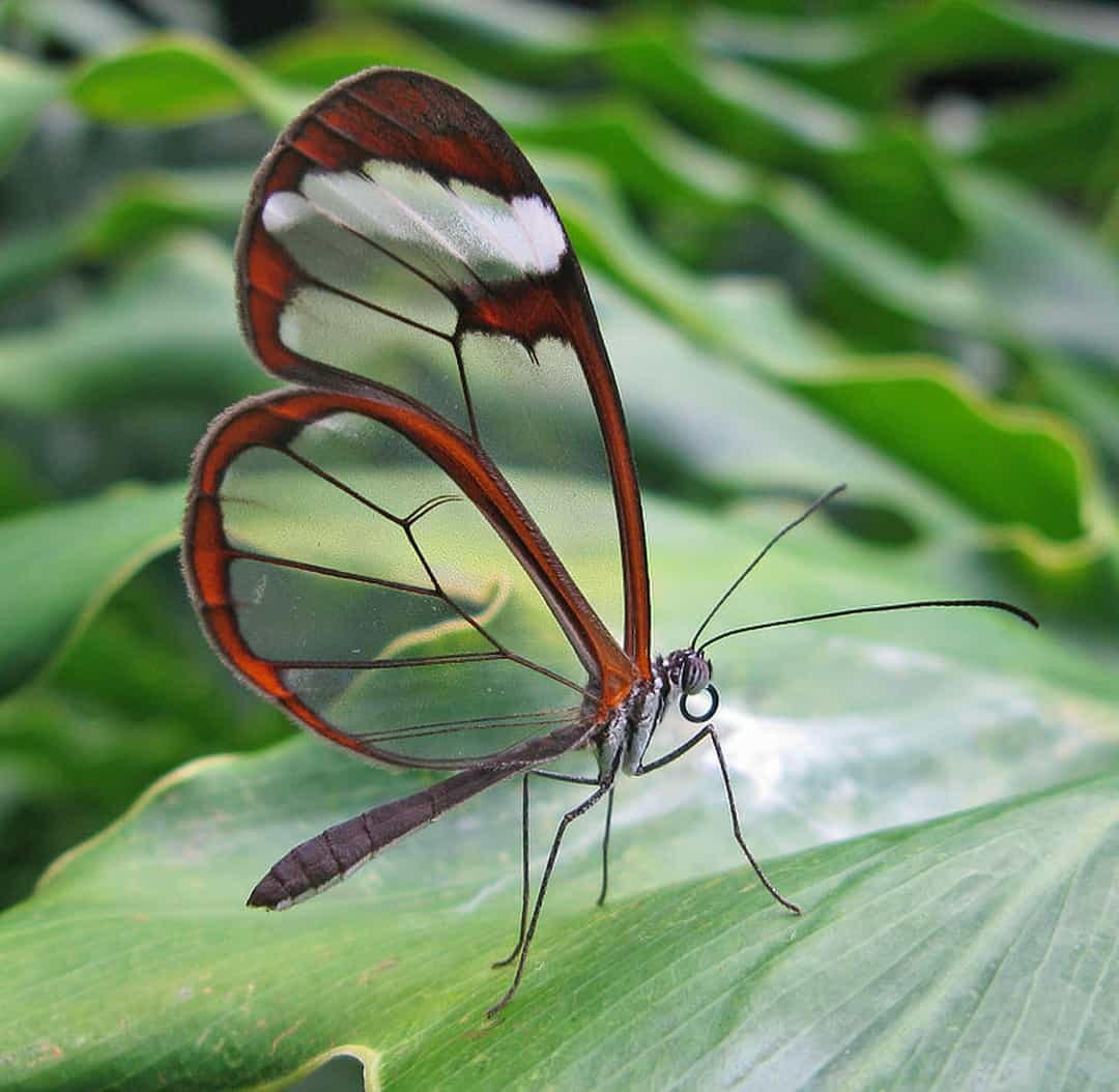 Bướm thủy tinh.