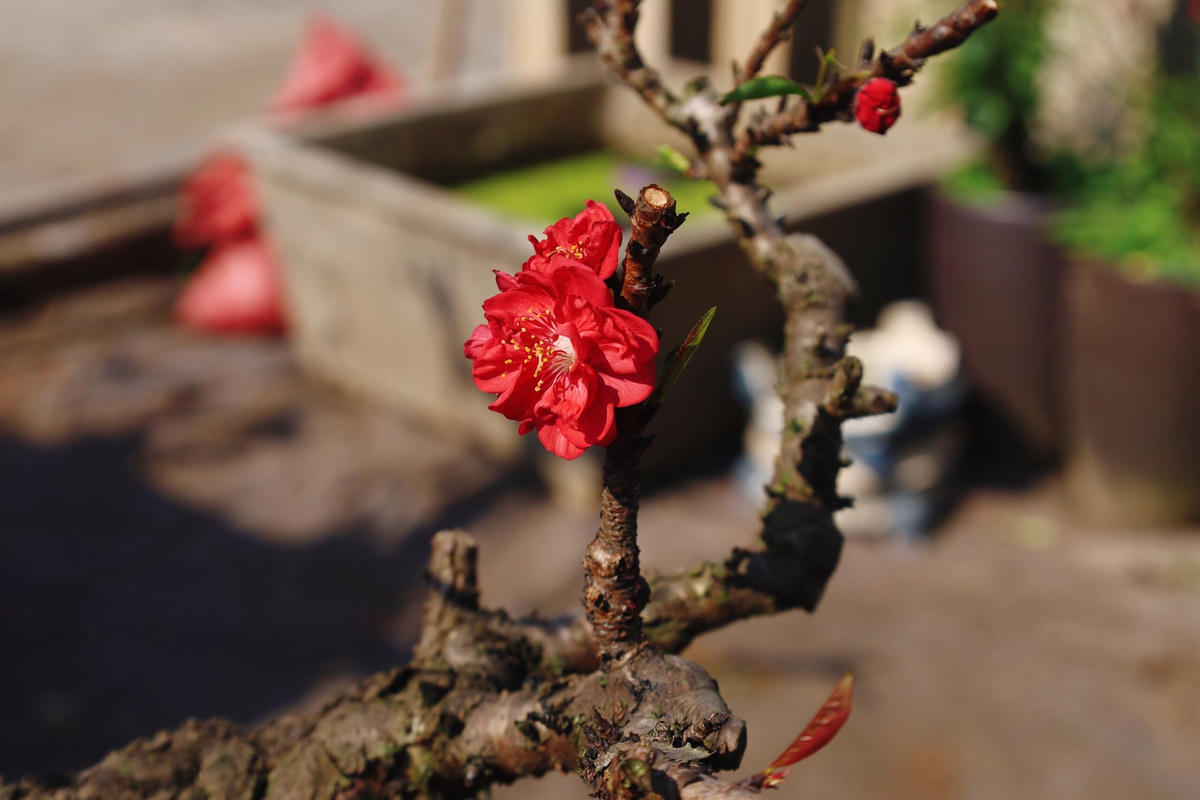 Đào Thất Thốn khi nở có màu đỏ thắm, nhụy vàng.