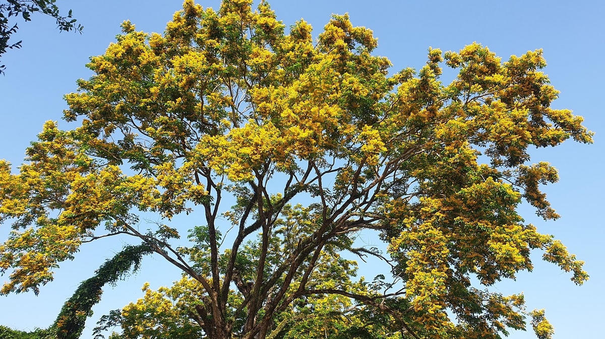 Một cây sưa đang trổ rộ bông vàng ở TP Tam Kỳ. 