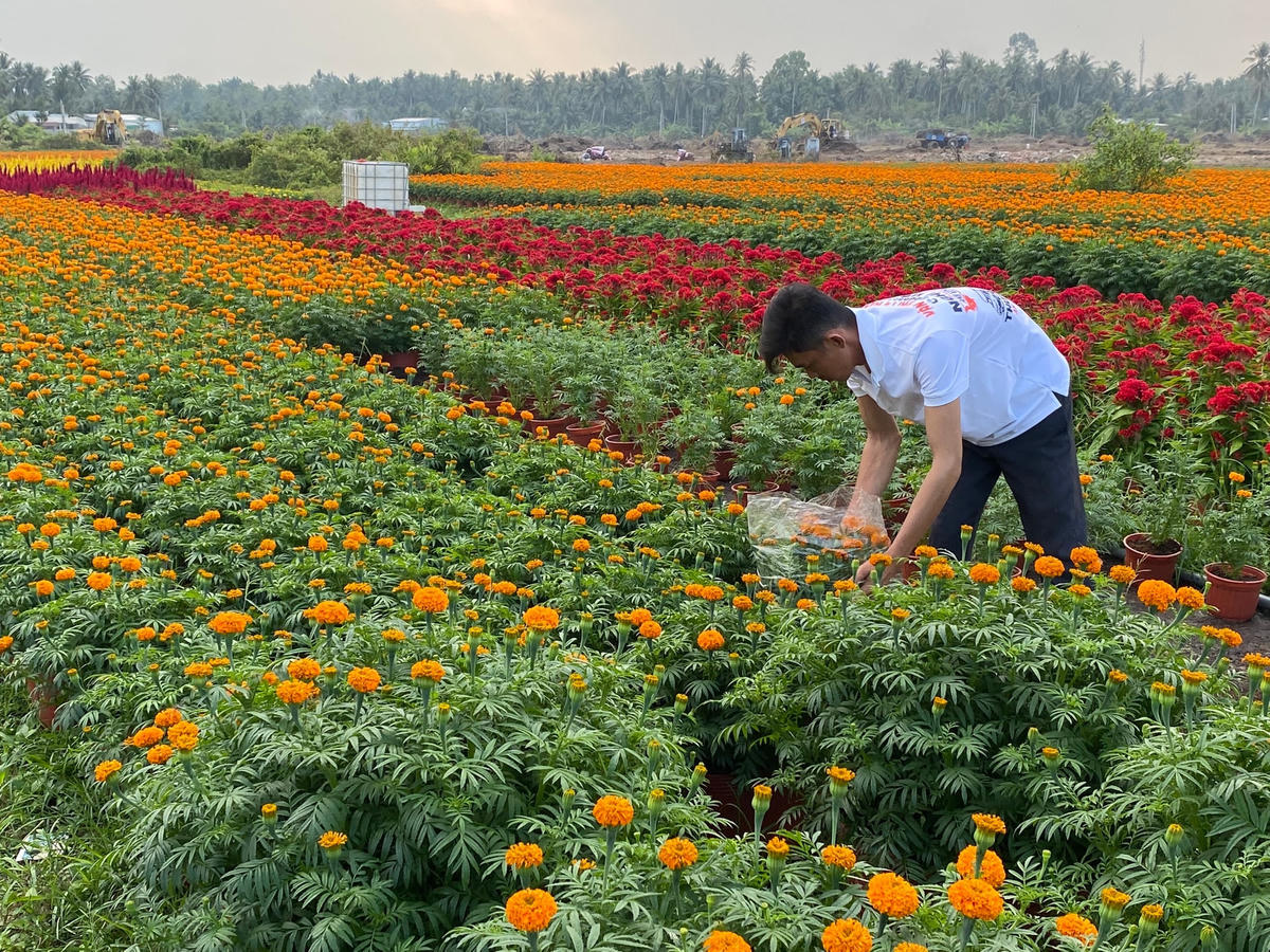 Nông dân tất bật chăm sóc hoa kiểng ngày cuối năm