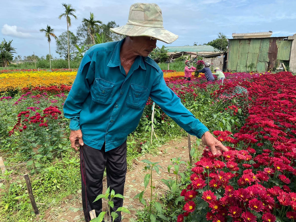 Ông Đặng Văn Lâm đau buồn bị kẻ gian rắc muối phá hoại ruộng hoa.