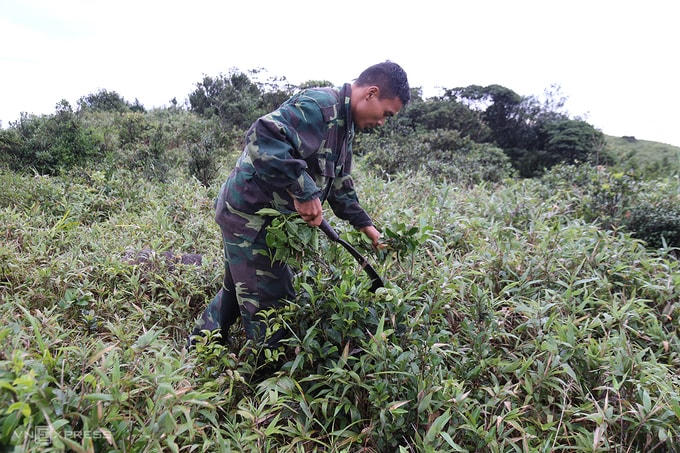 Hồ Văn Xuôn lên rừng hái lá vào tháng 6. Ảnh: Hoàng Táo.