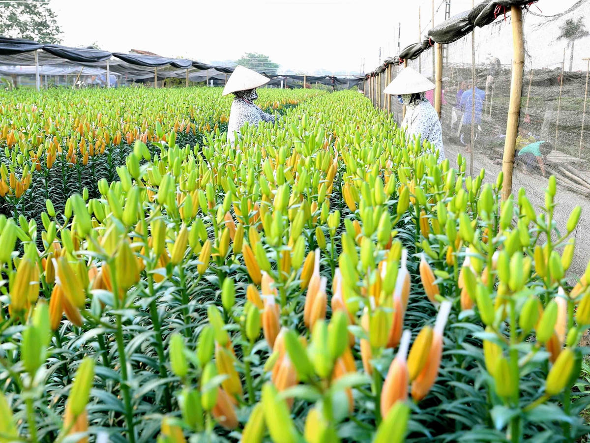Làng hoaTây Tựu.
