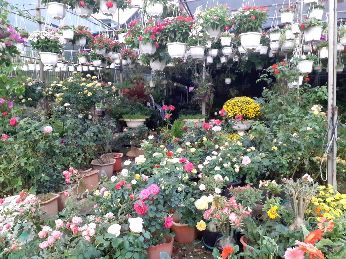 Nhiều loại chậu hoa nhỏ, giỏ hoa cũng được các vựa đưa về nhiều, giá cả phải chăng.