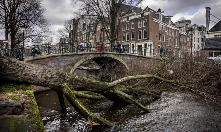 Cây đổ ngang con sông Reguliergracht ở trung tâm Amsterdam, Hà Lan. Ảnh: The Guardian.