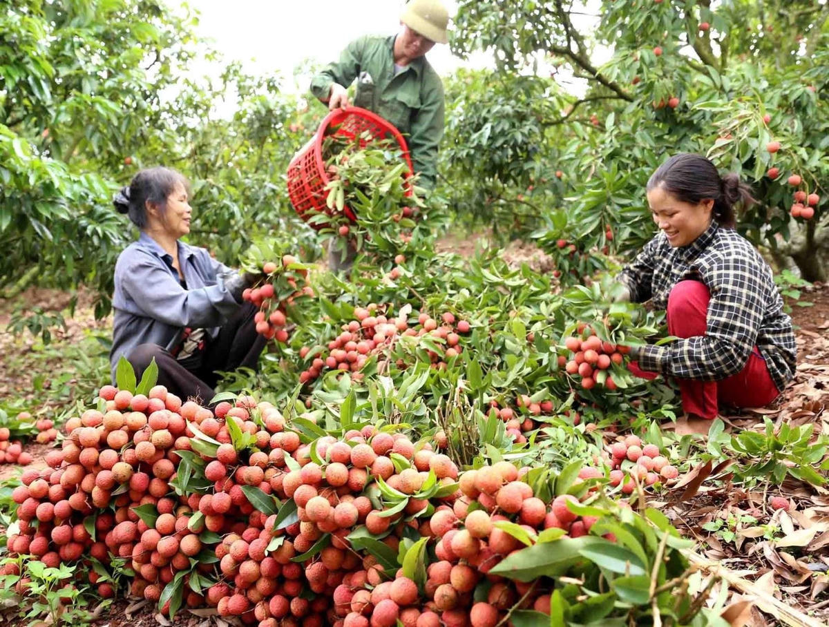 Thu hoạch vải thiều tại huyện Lục Ngạn, tỉnh Bắc Giang.