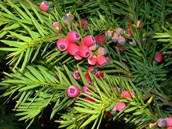 Thủy tùng English Yew (Taxus baccata) có độc tính rất mạnh. Thành phần độc trong cây là alkaloids taxine, nó có ở tất cả mọi bộ phận trừ lớp vỏ ngoài của hạt. Độc có thể dẫn đến những triệu chứng nghiêm trọng như chóng mặt, khô miệng, giãn đồng tử, suy nhược, nhịp tim bất thường và dẫn đến tử vong.