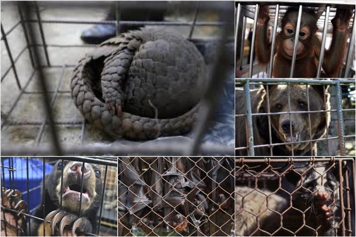 Theo dõi chặt chẽ tình hình gây nuôi động vật hoang dã.