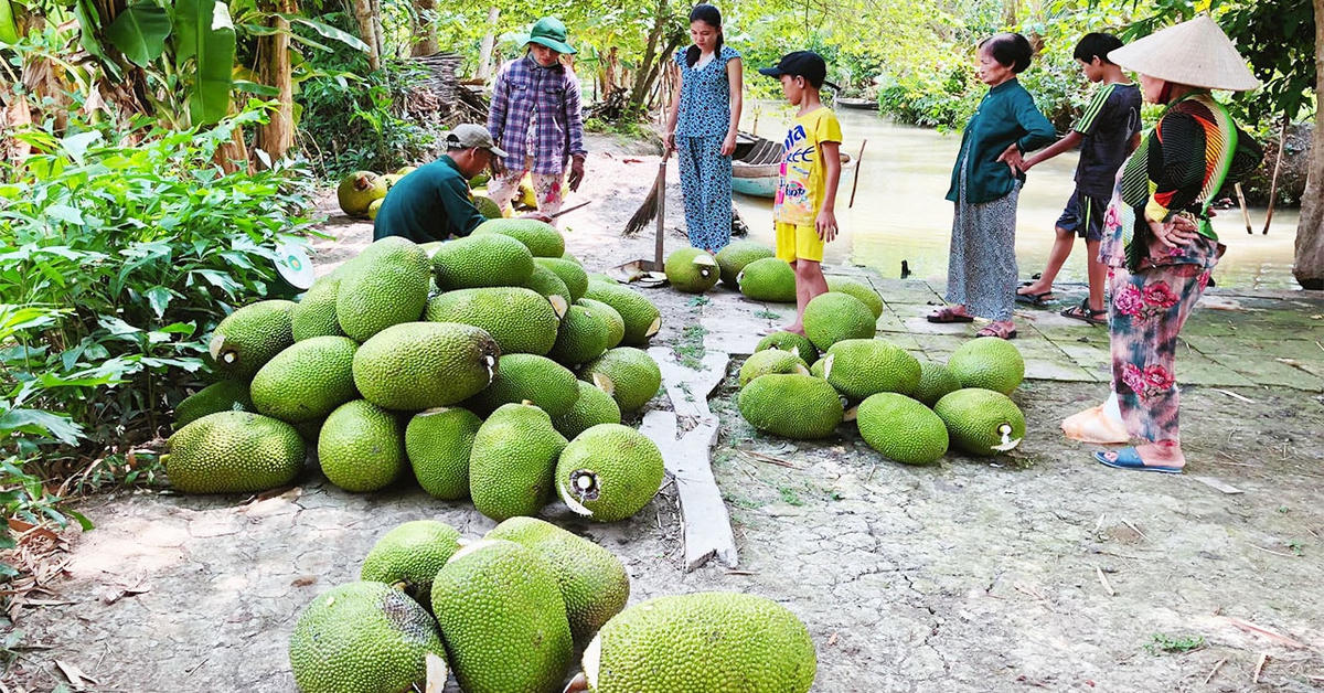 Giá mít Thái ở ĐBSCL hiện đã xuống kỷ lục.