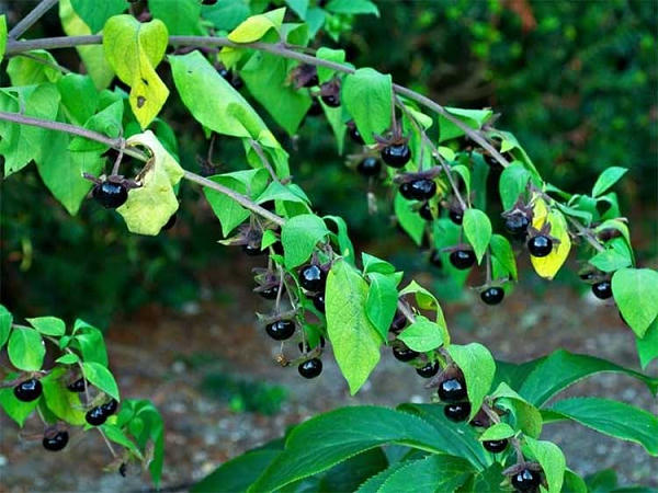 Cây Belladonna chứa các chất ancaloit độc hại. Ăn khoảng 2-5 quả cây này là gây chết người, hoặc đơn giản là ăn một lá. Nó gây ra một loạt các triệu chứng kỳ quái, nhưng nguy hiểm nhất là sự gián đoạn hơi thở, nhịp tim, đổ mồ hôi.
