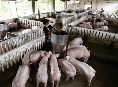 Tình hình phát triển đàn lợn hiện còn gặp nhiều khó khăn do dịch tả lợn châu Phi.