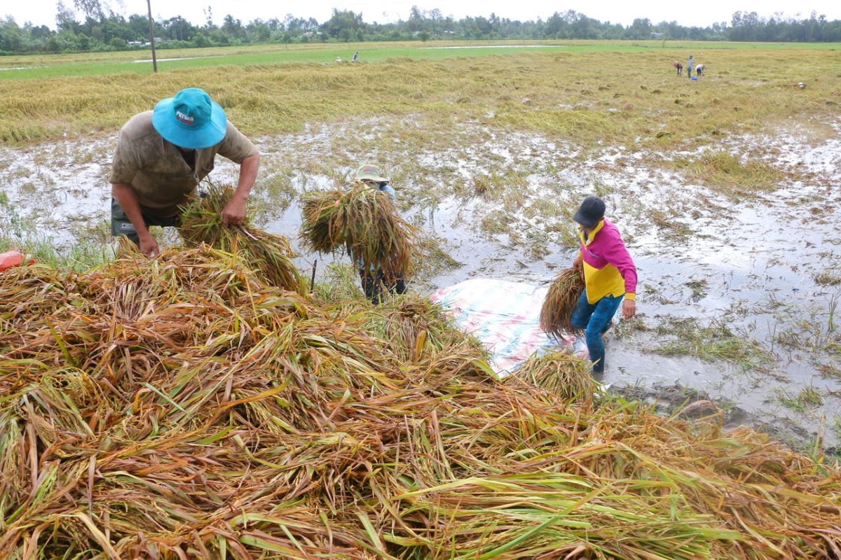 Hậu Giang có hơn 1.000 ha lúa có nguy cơ mất trắng do nước ngập sâu không thể thu hoạch bằng máy