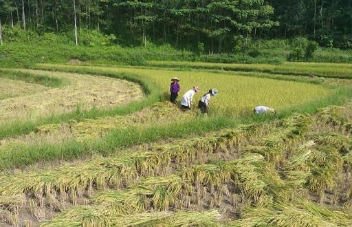 Chuẩn nghèo mới hướng đến đảm bảo quyền an sinh xã hội cho người dân.