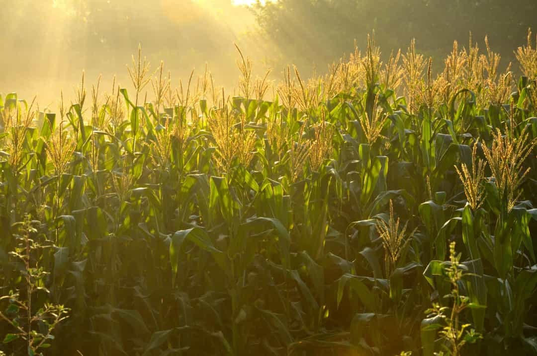 Thực phẩm hủy hoại môi trường mà chúng ta đang tiêu thụ