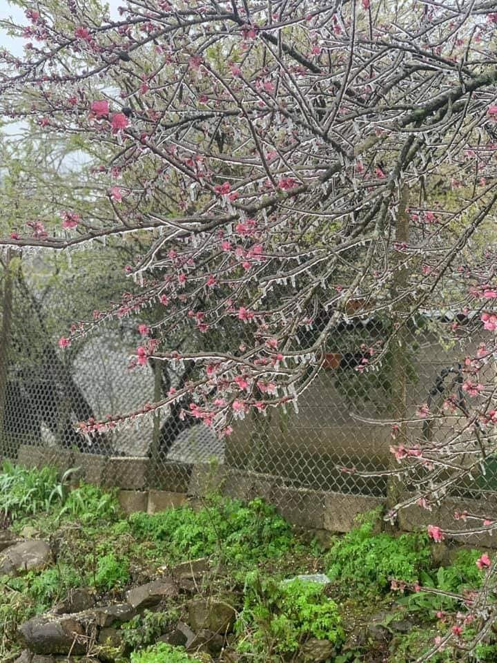 Những cành hoa mận, hoa đào bị bọc kín bởi lớp băng.