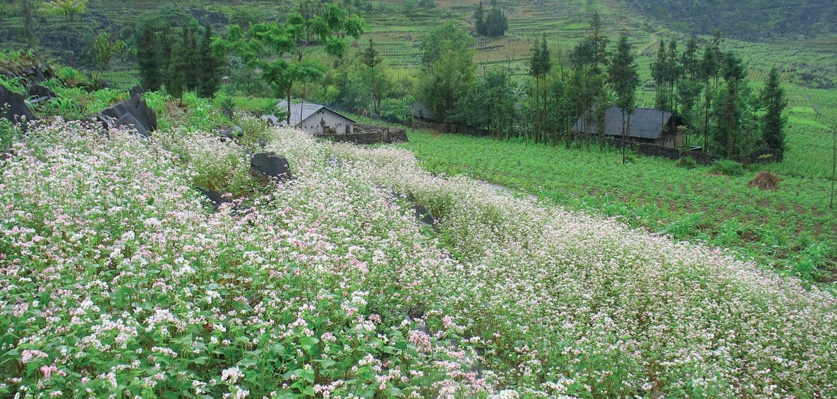 Vẻ đẹp tinh khôi của hoa tam giác mạch.