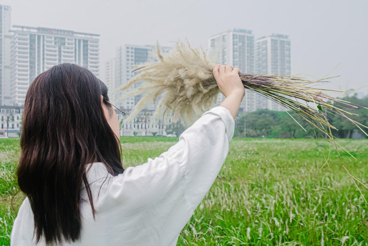 Cỏ lau mềm mại, nhẹ nhàng chỉ một cơn gió nhỏ cũng đủ làm tàn hết hoa.
