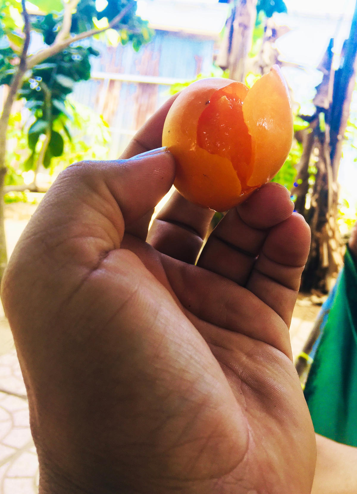 Muốn thưởng thức trái thanh trà ngon, sau khi hái bỏ lòng bàn tay vò cho mềm rồi bóc vỏ ăn sẽ ngọt hơn nhiều. 