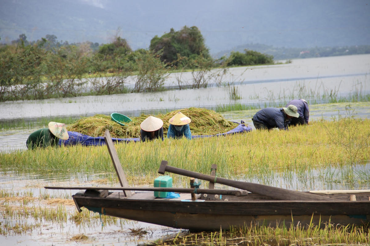 Người dân xã Đắk Liêng, huyện Lắk đang vội vàng thu gặt lúa ngập trong nước lũ.