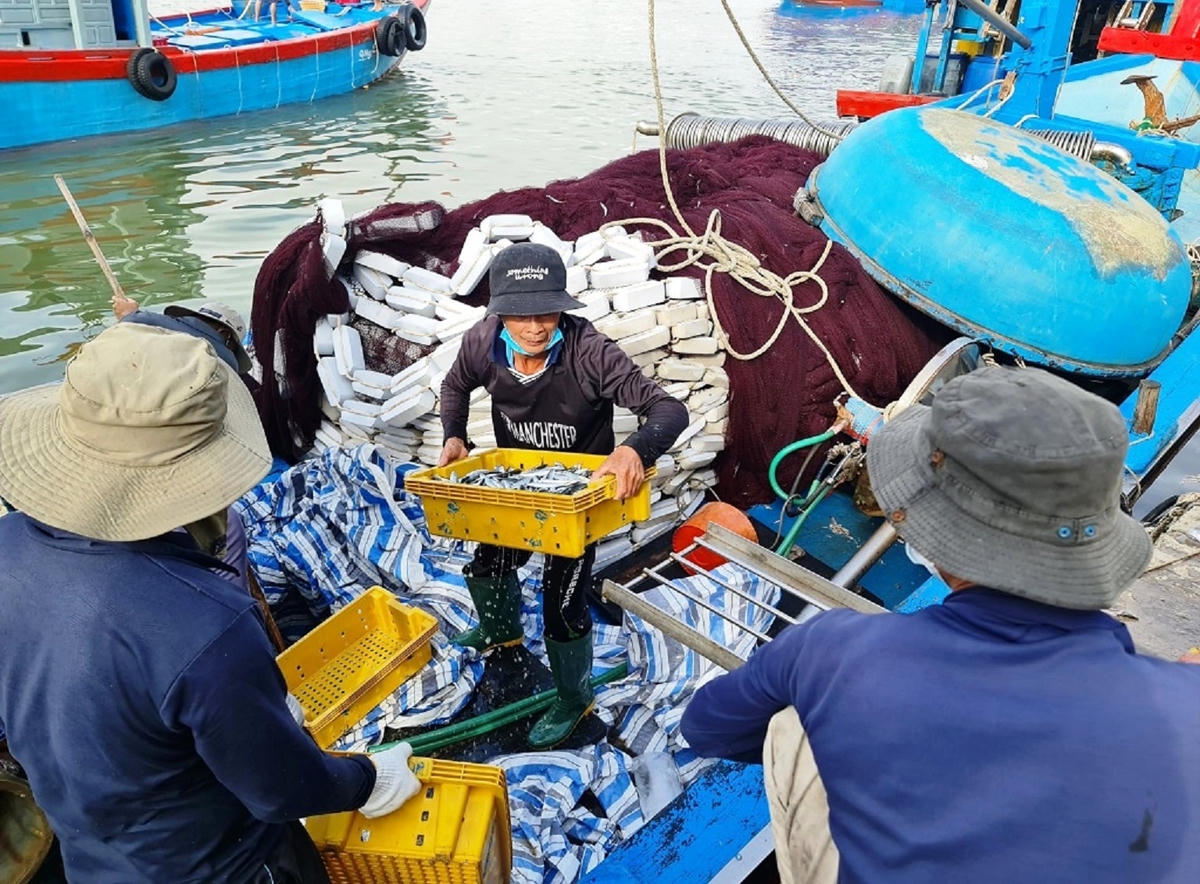 Ngư dân đưa cá từ tàu lên bờ để bán cho thương lái.
