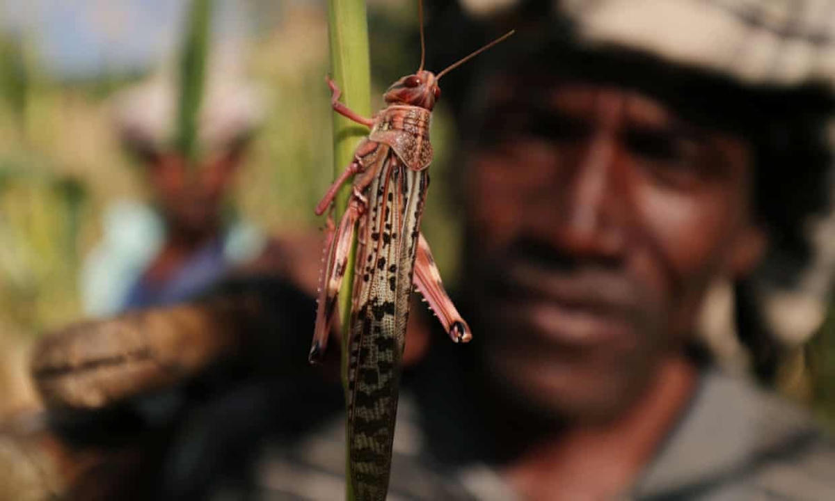 Châu chấu trên những cánh đồng lúa ở vùng Amhara, Ethiopia vào tháng 10/2020. Ảnh: Tiksa Negeri / Reuters.