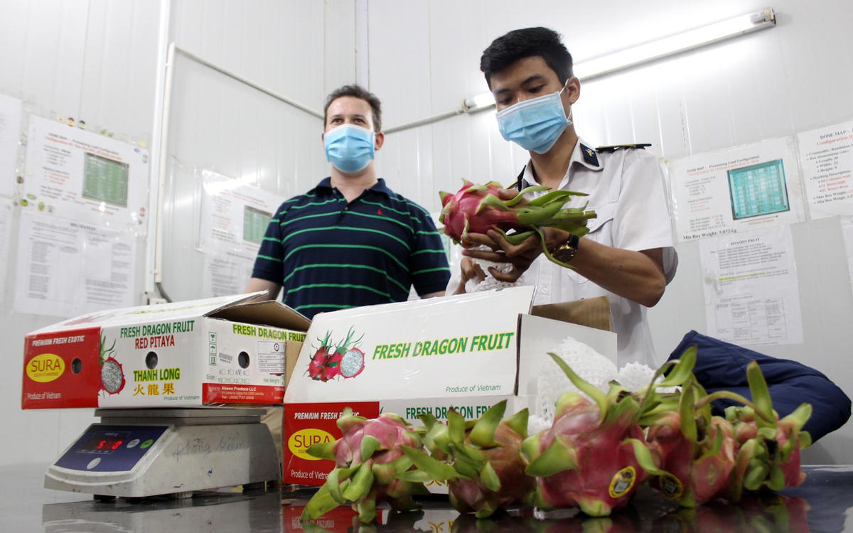 Thanh long là mặt hàng trái cây có mức tăng trưởng cao.  