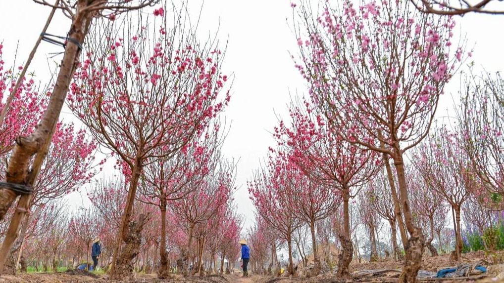 Những vườn đào vẫn chờ người mua.