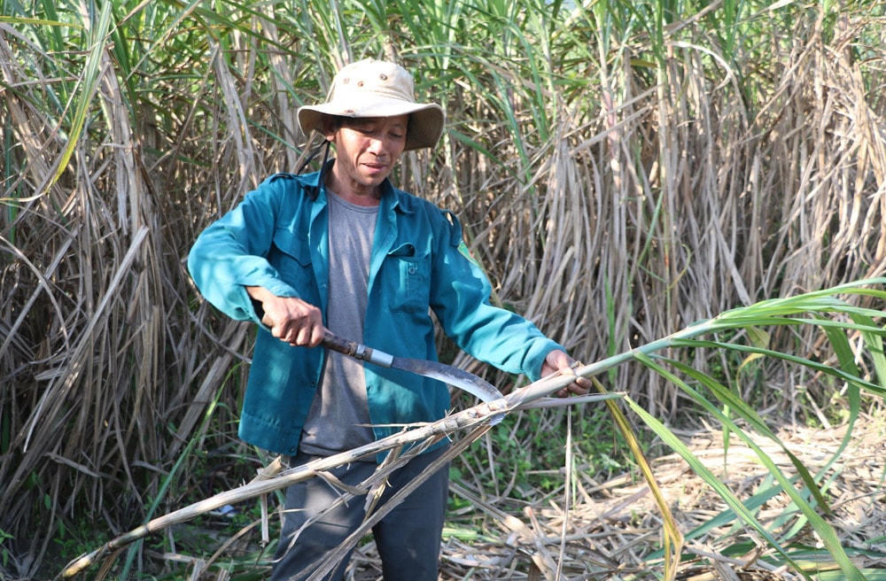 Nông dân xã Hòa Bắc thu hoạch mía dưới trời nắng nóng. Ảnh: Bình Nguyên.