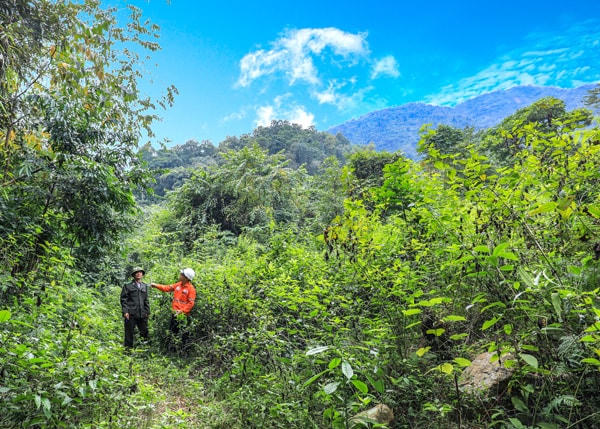 Diện tích rừng trồng thay thế tại huyện Định Hóa, tỉnh Thái Nguyên.  