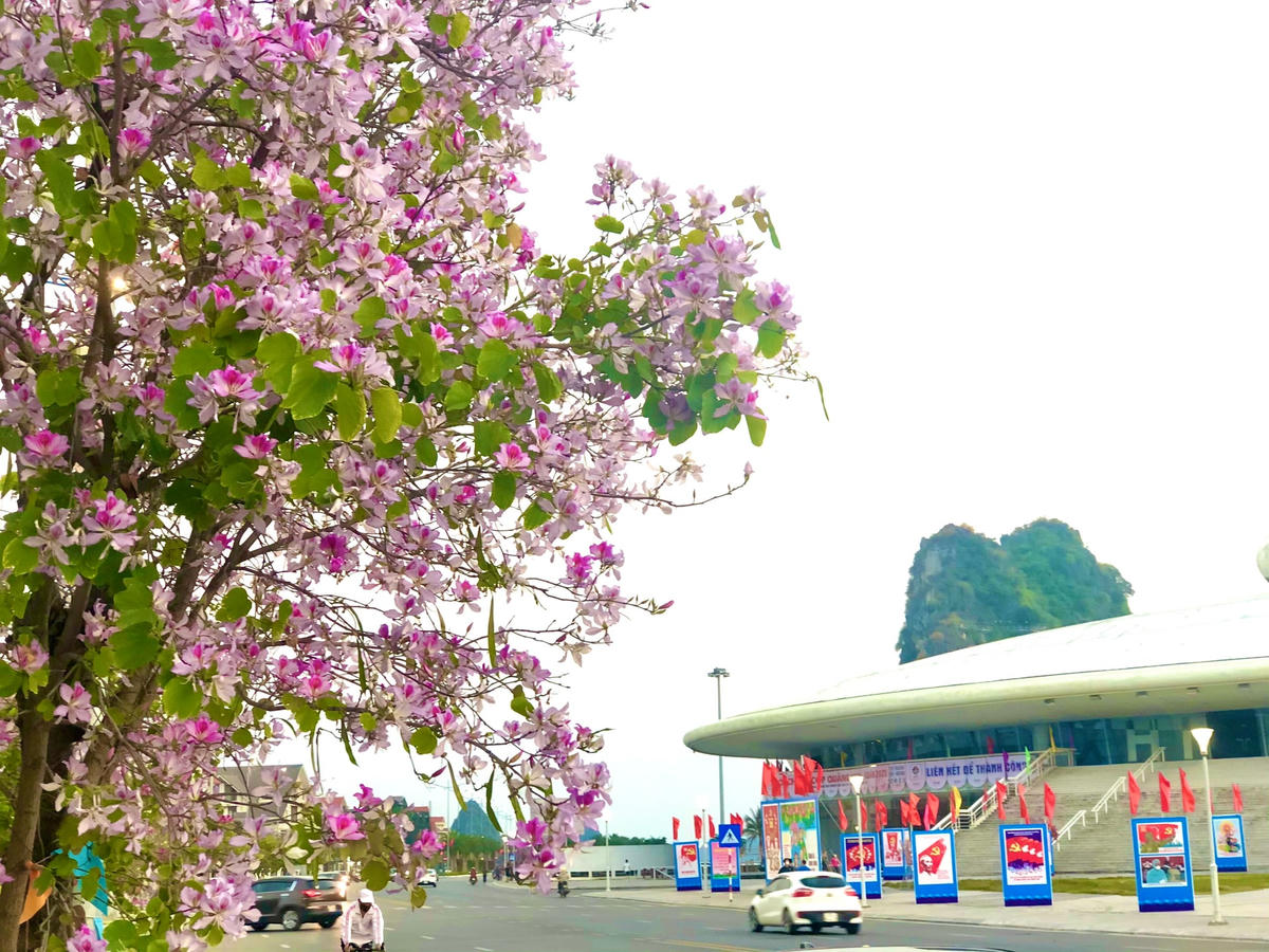 Ngỡ ngàng một Tây Bắc giữa lòng Hạ Long 