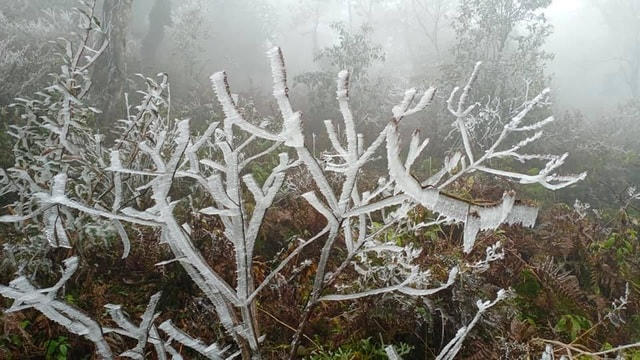 Sa Pa 'đông cứng' trong băng tuyết, đỉnh Khau Phạ cũng 'hóa đá'