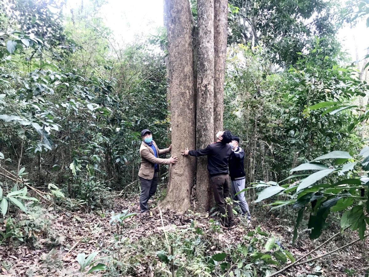 Những gốc đinh hương có đường kính lớn, nhiều người ôm mới hết. Riêng những cây 1 người ôm đếm không xuể. Đây thực sự là tài sản quý giá không chỉ người dân nơi đây, mà còn là của chung của miền Tây xứ Nghệ.