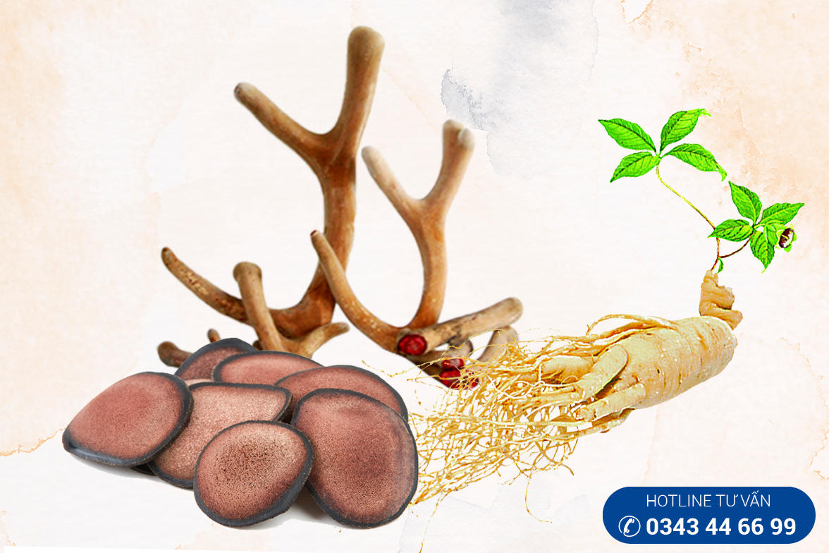 Nhân sâm, Lộc nhung – Món quà quý cho sức khỏe và sinh lý nam