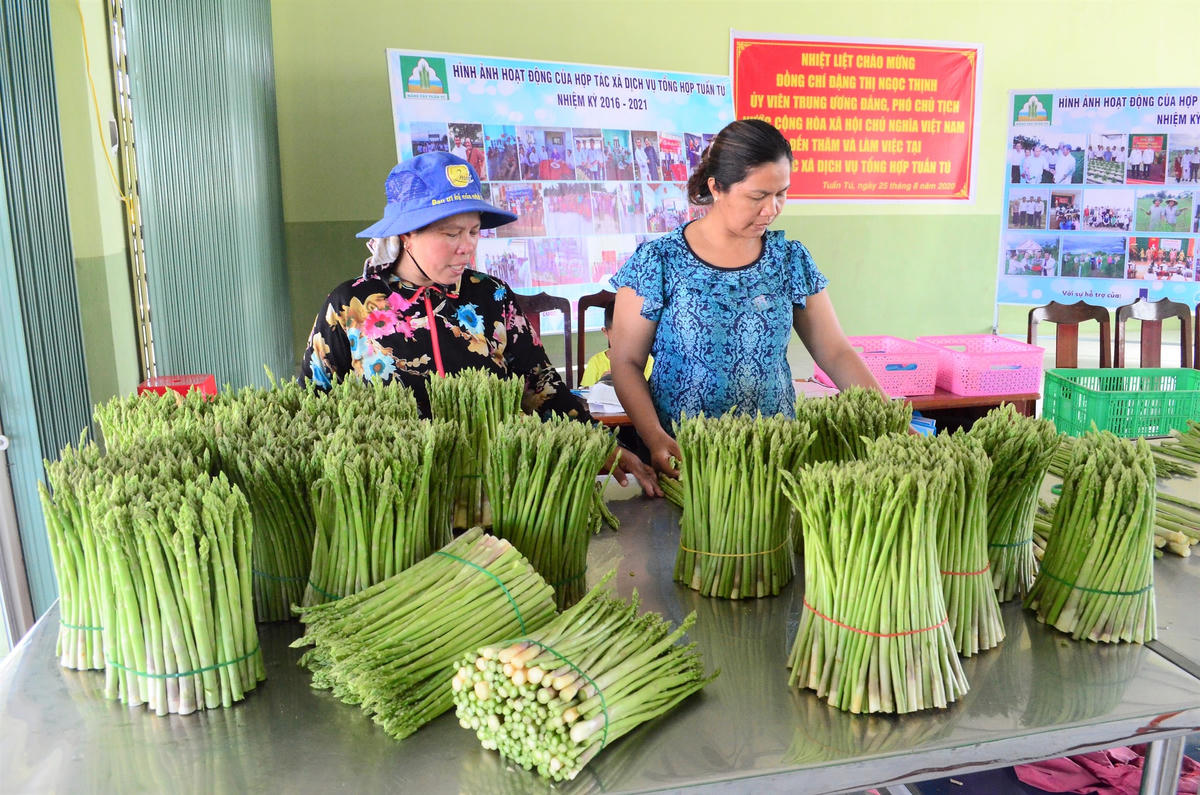 Thu mua măng tây xanh tại HTX dịch vụ tổng hợp Tuấn Tú.