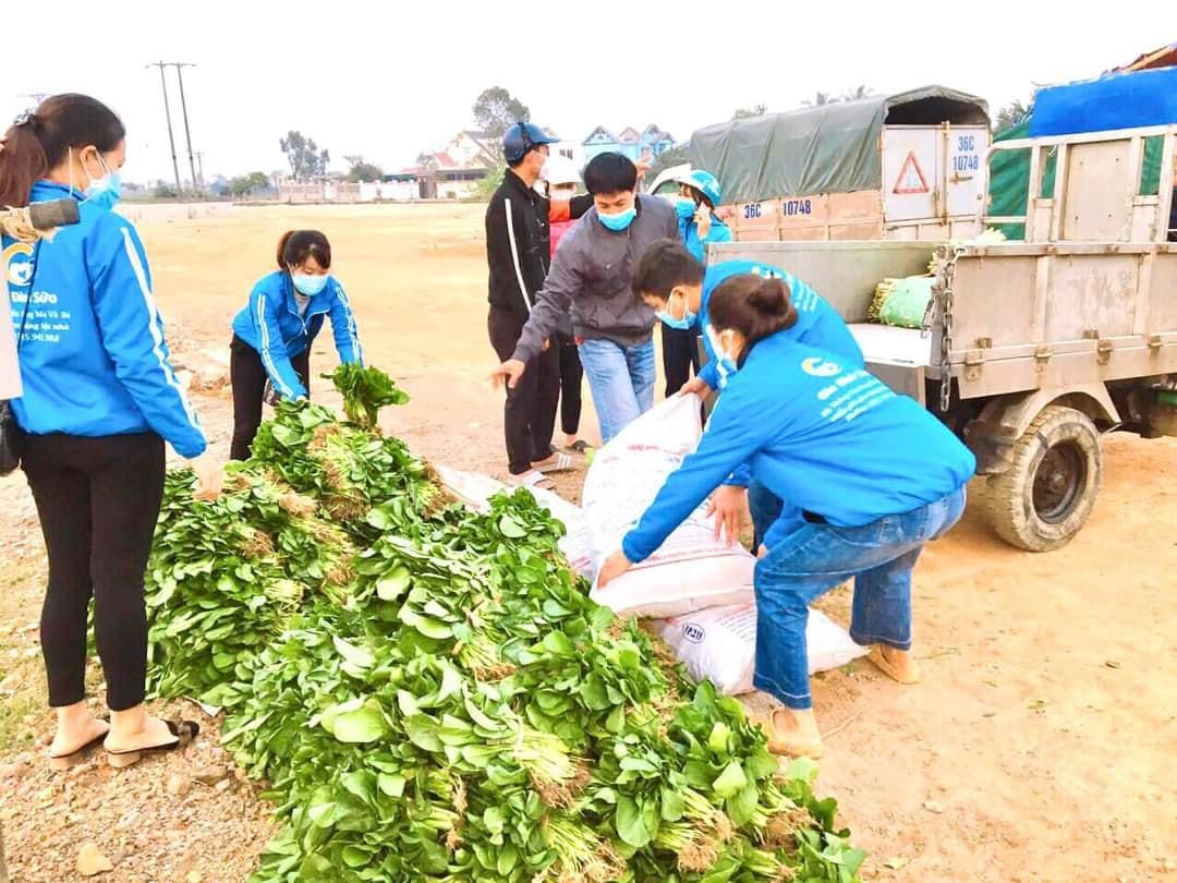 Những bó rau xanh được hỗ trợ miễn phí cho người đang cách ly tại huyện Hậu Lộc.