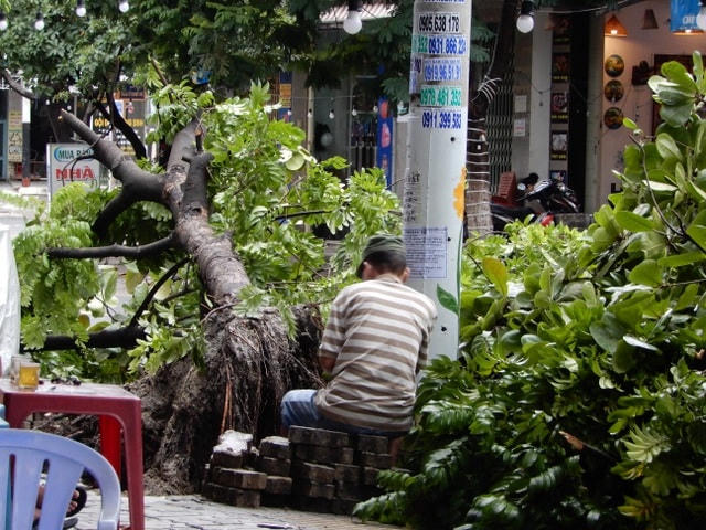 Đà Nẵng: Nhiều cây xanh bật gốc, người dân ra biển bắt cá sau bão