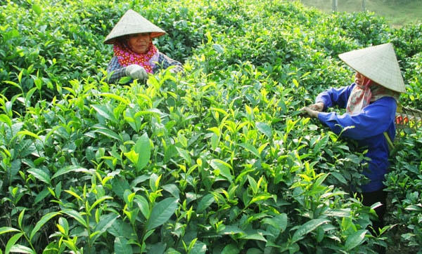 Nông dân Thái Nguyên thu hoạch chè.