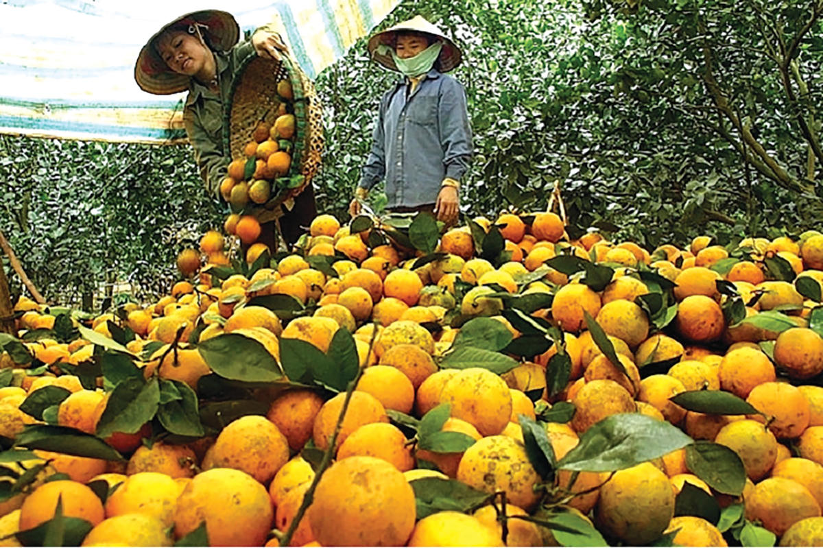 Thu hoạch cam Cao Phong (Hòa Bình).
